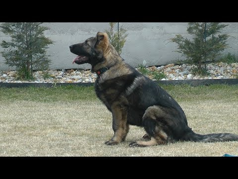 Quero Artikau / 4 1/2 months old GSD puppy