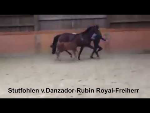 Danzador-Rubin Royal-Freiherr