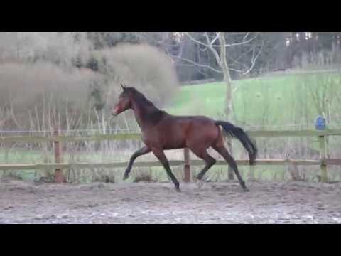 Franziskus x Don Bedo*2015 Gelding