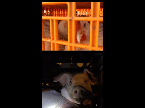 あなたも気付かないうちに、動物の最期を目撃したことがあるのではないでしょうか... 💔🚛