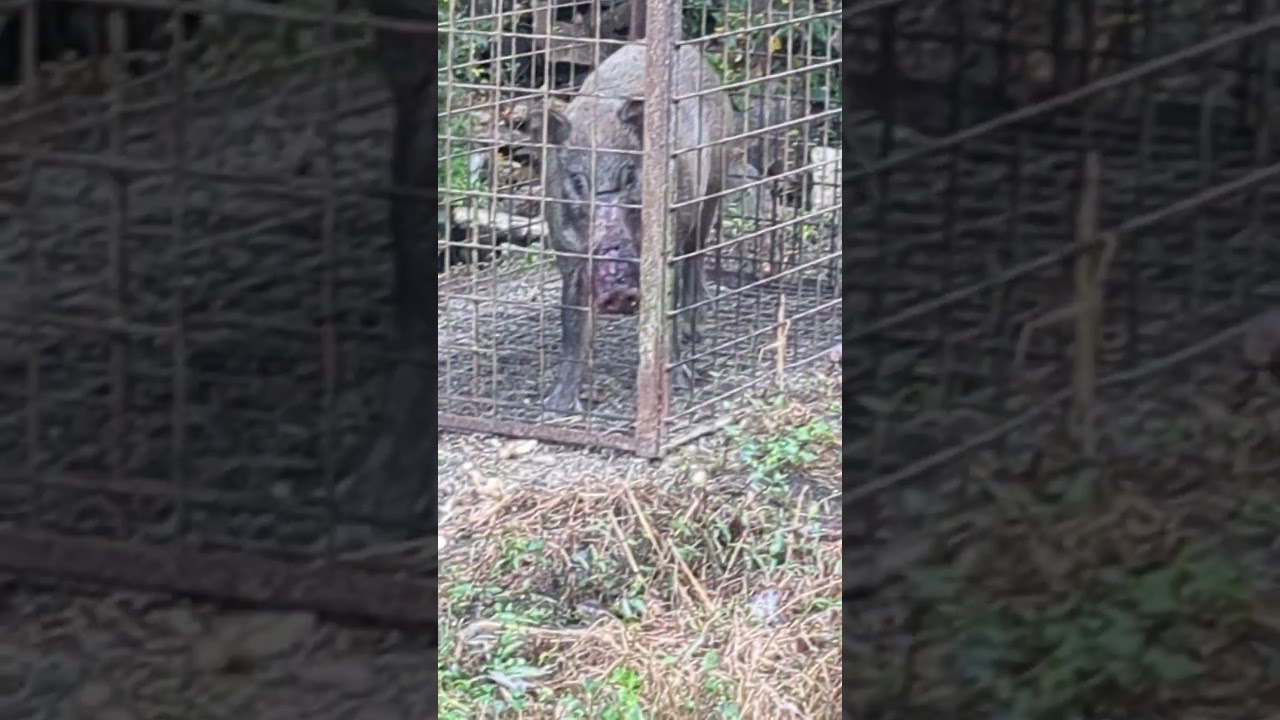 箱罠にかかった母イノシシのそばを離れない乳飲み子イノシシ