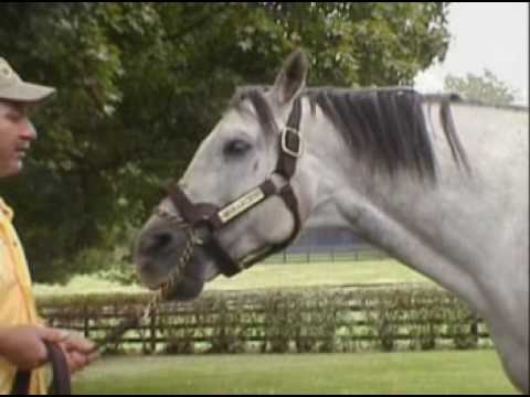 Monarchos, Kentucky Derby winner @ Claiborne Farm 2007