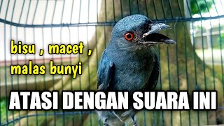 Download lagu BIKIN SRIGUNTING BISU, MACET Jadi Ikut GACOR EMOSI Langsung NGELAWAN | srigunting abu abu gacor mp3