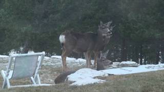 preview picture of video 'Ladies Day at our place in Invermere'