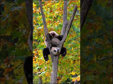 Panda Facts That Will Make You Smile! 🐼😄