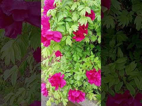 牡丹をどこに植えますか？展示、フロアなど  庭園