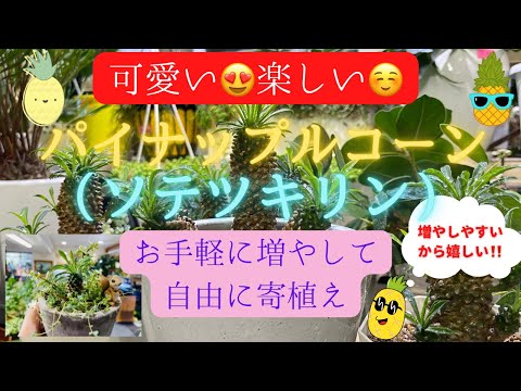 ホワイトパイン 植物