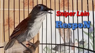 Download lagu White Chest Clear Sniper Lure Definitely Quick Response mp3