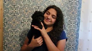 Video preview image #1 Aussiedoodle Miniature  Puppy For Sale in COLLEGE STA, TX, USA