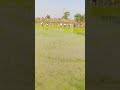 Kheti Badi ‍ Kisan Farmer Life WhatsApp Status New Status Kisan Song Tractor Video