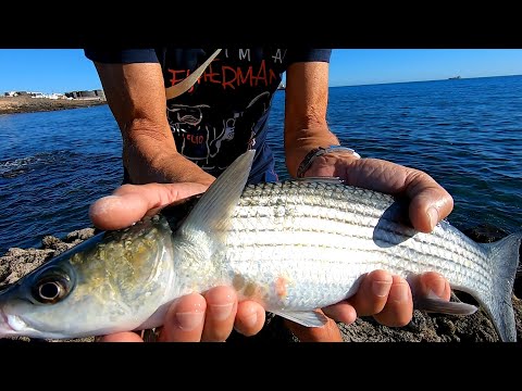 FISHING FOR GIANT MULLETS: How to Fish Big Mullet with Bread