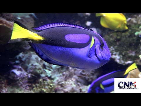 Awesome Tropical Fish - Blue and Yellow Tangs in 4K Ultra HD!