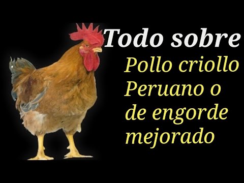 , title : 'Pollos criollos peruano o pollos de engorde mejorado, características, ventajas y desventajas.'