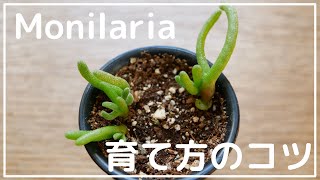 多肉植物 モニラリアの育て方！キットに再挑戦  | モニラリア 育て方 / How to grow monilaria