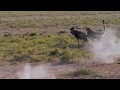 Cheetah Chase Wildebeest