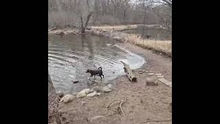 Video preview image #1 Catahoula Leopard Dog-Labrador Retriever Mix Puppy For Sale in Crystal, MN, USA