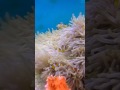 Clowns with anemone | Aquasstar India