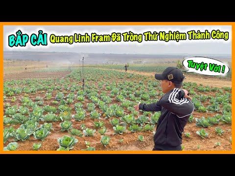 , title : 'Quanglinhvlogs || Thêm Một Tin Vui - Bắp Cải Tại Quang Linh Farm Thử Nghiệm Thành Công Mùa Khô'
