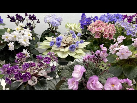 African Violets - June 2025 - Part 2 - Miniatures