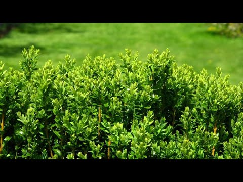 Separating hedges - Bricomanía