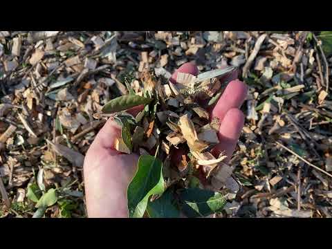 Maslinarski vlog 31.12.2021 - SRETNA NOVA 2022 🥳🎄