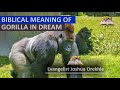 Biblical Meaning Of GORILLA In Dream Evangelist Joshua Orekhie
