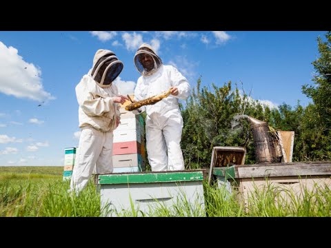 PČELE - Letnji tretman oksalnom kiselinom protiv varoe!