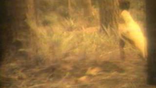 Oleta Adams - I Just Had To Hear Your Voice