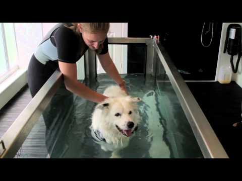 Merlin the Collie Dog: Hydrotherapy rehabilitation for muscle wastage and weight loss