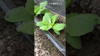 白菜栽培　2023/8/8 状況報告　宮城県栗原市　小野寺農園