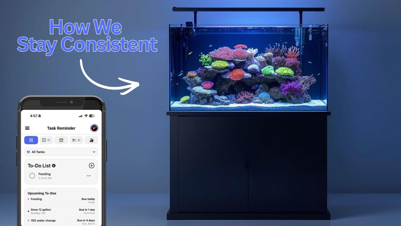 Reef Tank Maintenance Consistency: A Practical Weekly System That Prevents Crashes