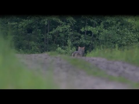 WILK zareagował na gwizd