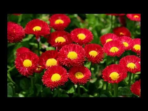 Kafian Bulleh Shah - Badi der tabida maine