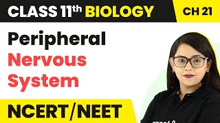 Peripheral Nervous System - Neural Control And Coordination | Class 11 Biology Ch 21 NCERT/NEET