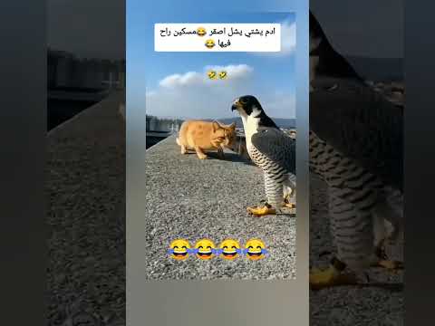 😂فديوه تموت ضحك 😂الي مايعرف اصقر يشويه #اكسبلور #هتضحك #لايك #bts #علم_النفس #كوميديات