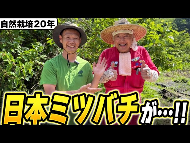 自然栽培の畑に日本ミツバチを呼ぶ方法｜巣箱作りの工夫と安全な養蜂へのこだわり