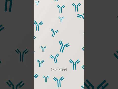 How A Pregnancy Test Works 🤔