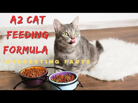 How To feed Your Cat Using  A 2 Times Formula Per Day  Considering The Cat Behavior | Malcommextv