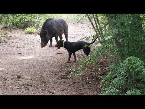 GONIČ KOP SLOVAČKI NA DIVLJU SVINJU… SRCE I M*DA TREBA ZA SVINJARA !!!