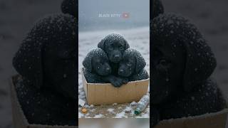 They Were Dumped in a Box Just Because They Were Black. 😢💔
