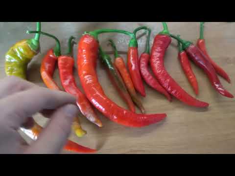 , title : 'Zpracování a zavařování chilli papriček+rajčat'