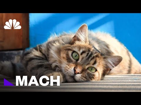Your Cat Does Hear When You Call. It's Just Ignoring You, Study Says | Mach | NBC News
