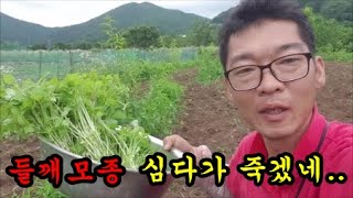 들깨모종심다가 허리가 끈어질것 같아요