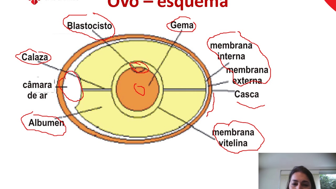 TA   Aula 15   Tecnologia de ovos video