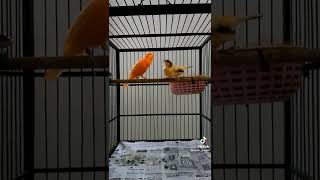 Download lagu kenari gacor ngerek betina langsung NGLEPER #burung #burunggacor #birds #birdsounds #canary mp3 Download lagu kenari gacor ngerek betina langsung NGLEPER #burung #burunggacor #birds #birdsounds #canary mp3