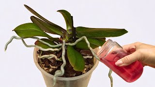 Fabelhaft! Nur ein Glas pro Monat und Ihre Orchideen werden viele Wurzeln bilden!