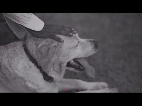 | A love between man and dog | Friendship day