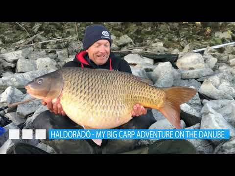 Haldorádó – Vadvízi kalandok- Dunai nagyponty horgászatom