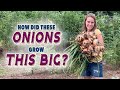 Large Onions WITHOUT Synthetic Fertilizer: How I Grew Using Organic Methods (+3 side by side tests)