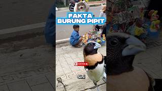 Download lagu Fakta burung emprit/pipit #burung #hewan #animals mp3